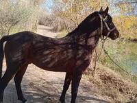 حصان, Karabair horse — الصورة 2