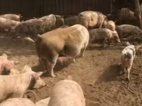 Säue, Schweine — Foto 4