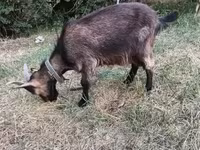 Bak, Kecskék — 5. fotó