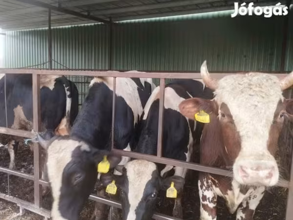 Bika, Holstein fajta — Magyarország