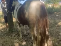 Hengst, Indian half-bred — Foto 3