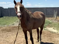 Koń, Kazakh horse — zdjęcie 8