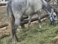 घोड़ा, Lipizzaner — फ़ोटो 7