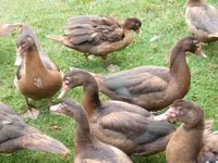 Ducks — 照片 2