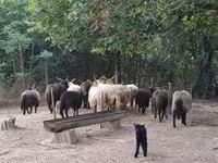Juh, Racka sheep — 2. fotó