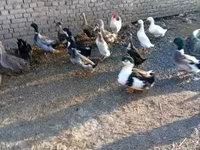 Ducks — 1. fotó