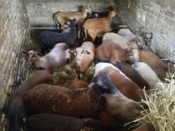 母羊, Cameroon sheep