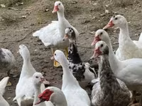 Ducks — الصورة 1