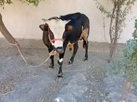 ثور, Russian Black pied cattle — الصورة 5