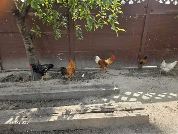 Chickens — Maďarsko
