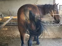 Caballo, Tatar horse — foto 3