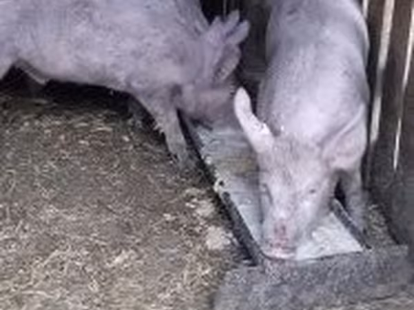 Knur,  — Węgry