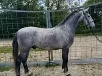 公马, Lipizzaner — 照片 1
