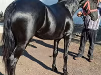 Horse (M), Friesian — photo 1