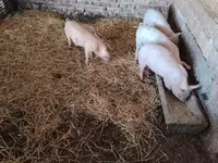 猪（批次，未指定性别）, Pigs — 照片 2
