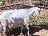 Ziege, Saanen goat — Foto 7