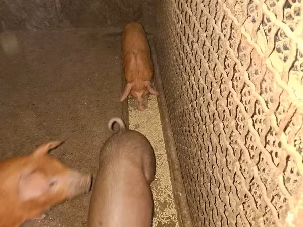 Sow, Дюрок