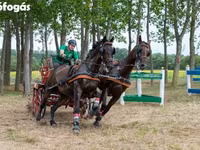 Hengst, Nonius horse — Foto 6