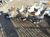Ducks — الصورة 1
