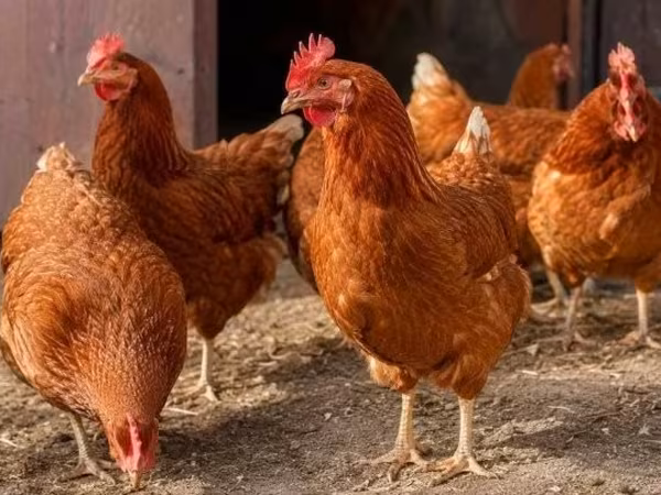 Chickens