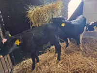 公牛, Simmental cattle — 照片 8