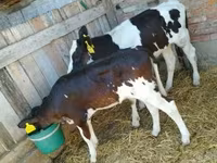 Tehén, Russian Black pied cattle — 2. fotó