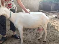 Cabra, Saanen goat — foto 2