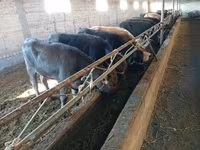 Kuh, Swiss cattle — Foto 6