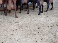 Ziege, Murcia-Granada goats — Foto 3