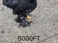 Chickens — फ़ोटो 4
