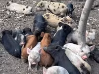 मादा सूअर, सूअर — फ़ोटो 1