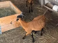 Kos, Cameroon sheep — 7. fotó