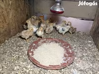 Chickens — 照片 1