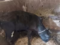 Toro, Raza Jersey — foto 1