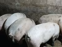 Sow, Pigs — photo 3