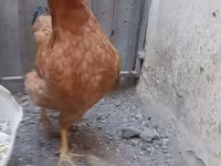 Chickens — foto 2