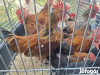 Yapon Bantam — foto 1