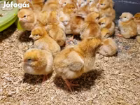 Chickens — Foto 1