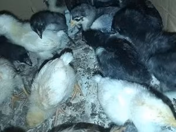 Chickens — Maďarsko