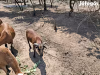 Kos, Cameroon sheep — 3. fotó