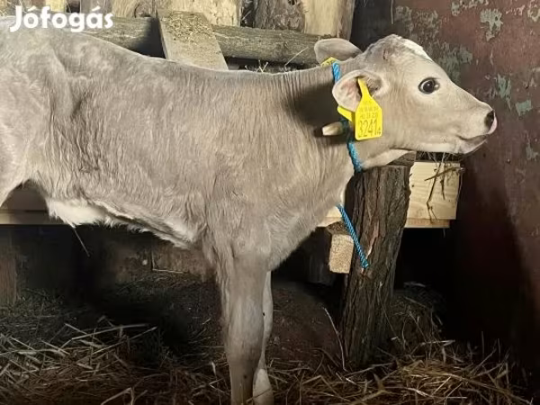 Tehén, Charolais cattle