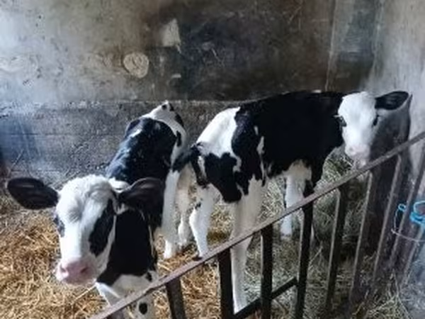 母牛, Russian Black pied cattle — 匈牙利
