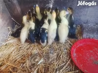Ducks — Foto 4
