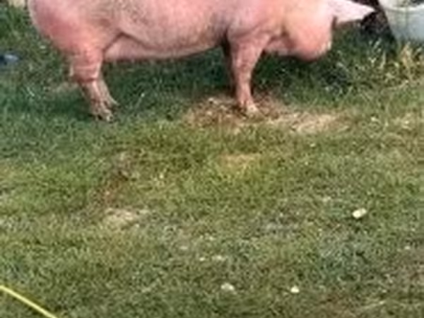 Sow, Pigs — Hungary