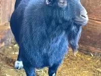 Billy Goat, Dutch Landrace goats — photo 2