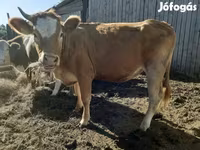 بقرة, Simmental cattle — الصورة 2
