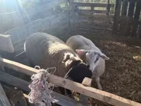 मेढ़ा, White Suffolk sheep — फ़ोटो 2