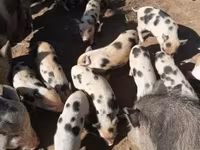 公猪, Pigs — 照片 2