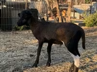 公羊, Cameroon sheep — 照片 2