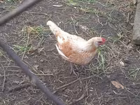 Chickens — photo 5